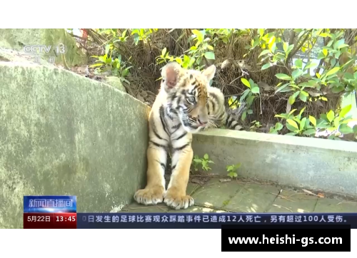 DB视讯官方网站广东华南虎新赛季首胜，实力再次获得认可